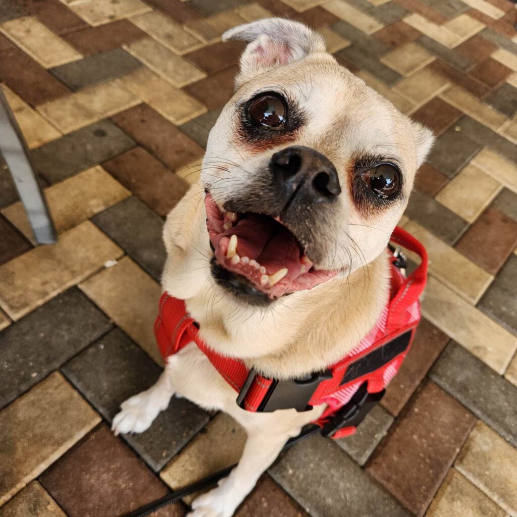 cute, small, light brown dog looking at camera